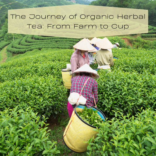 people working in tea field harvesting tea
